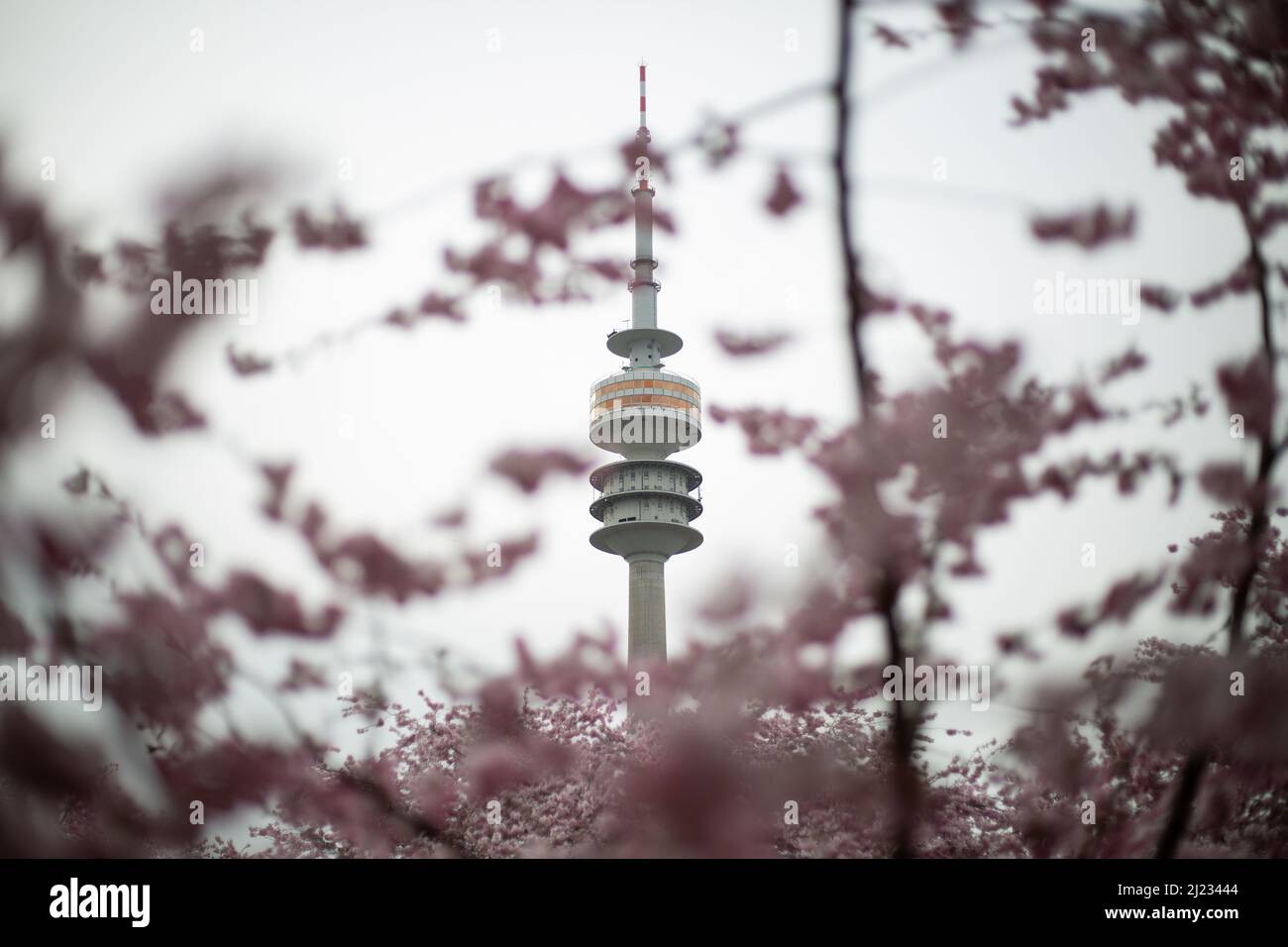 Munich, Germany. 29th Mar, 2022. View on the Olympic Tower. Many people gather in the Olympic park in Munich, Germany on March 29, 2022 at the cherry blossoms. In the japanese culture the time of the cherry blossom is a highlight of the calendar and the beginning of the spring. (Photo by Alexander Pohl/Sipa USA) Credit: Sipa USA/Alamy Live News Stock Photo