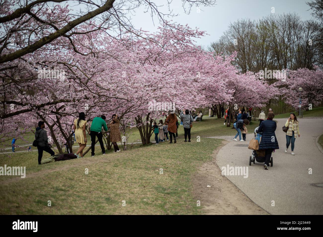 Munich, Germany. 29th Mar, 2022. Many people gather in the Olympic park in Munich, Germany on March 29, 2022 at the cherry blossoms. In the japanese culture the time of the cherry blossom is a highlight of the calendar and the beginning of the spring. (Photo by Alexander Pohl/Sipa USA) Credit: Sipa USA/Alamy Live News Stock Photo