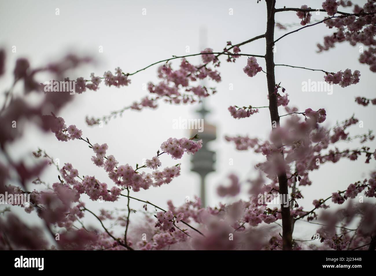 Munich, Germany. 29th Mar, 2022. View on the Olympic Tower. Many people gather in the Olympic park in Munich, Germany on March 29, 2022 at the cherry blossoms. In the japanese culture the time of the cherry blossom is a highlight of the calendar and the beginning of the spring. (Photo by Alexander Pohl/Sipa USA) Credit: Sipa USA/Alamy Live News Stock Photo