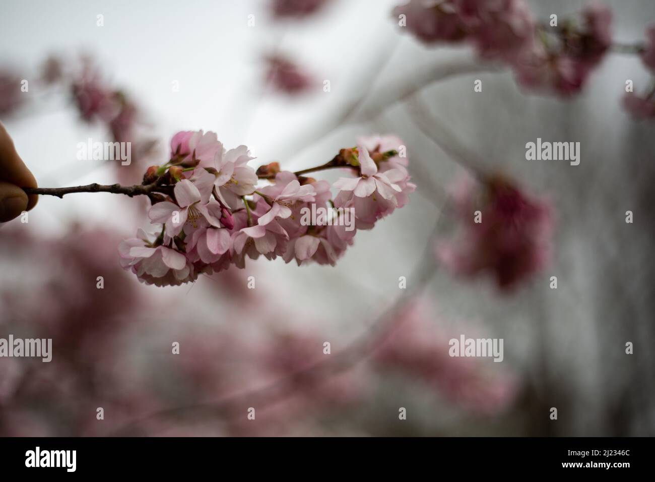 Munich, Germany. 29th Mar, 2022. Many people gather in the Olympic park in Munich, Germany on March 29, 2022 at the cherry blossoms. In the japanese culture the time of the cherry blossom is a highlight of the calendar and the beginning of the spring. (Photo by Alexander Pohl/Sipa USA) Credit: Sipa USA/Alamy Live News Stock Photo