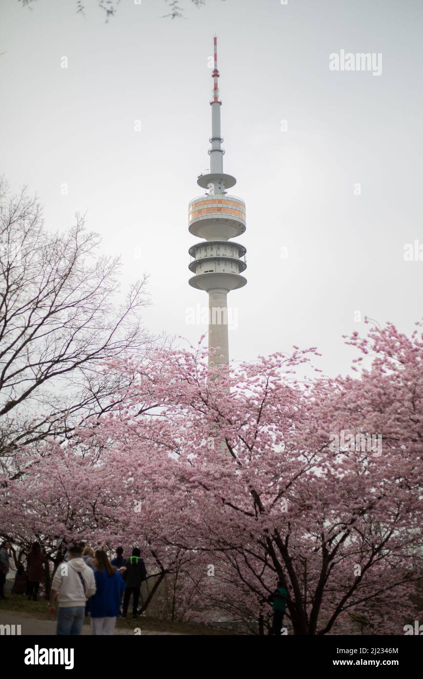 Munich, Germany. 29th Mar, 2022. View on the Olympic Tower. Many people gather in the Olympic park in Munich, Germany on March 29, 2022 at the cherry blossoms. In the japanese culture the time of the cherry blossom is a highlight of the calendar and the beginning of the spring. (Photo by Alexander Pohl/Sipa USA) Credit: Sipa USA/Alamy Live News Stock Photo