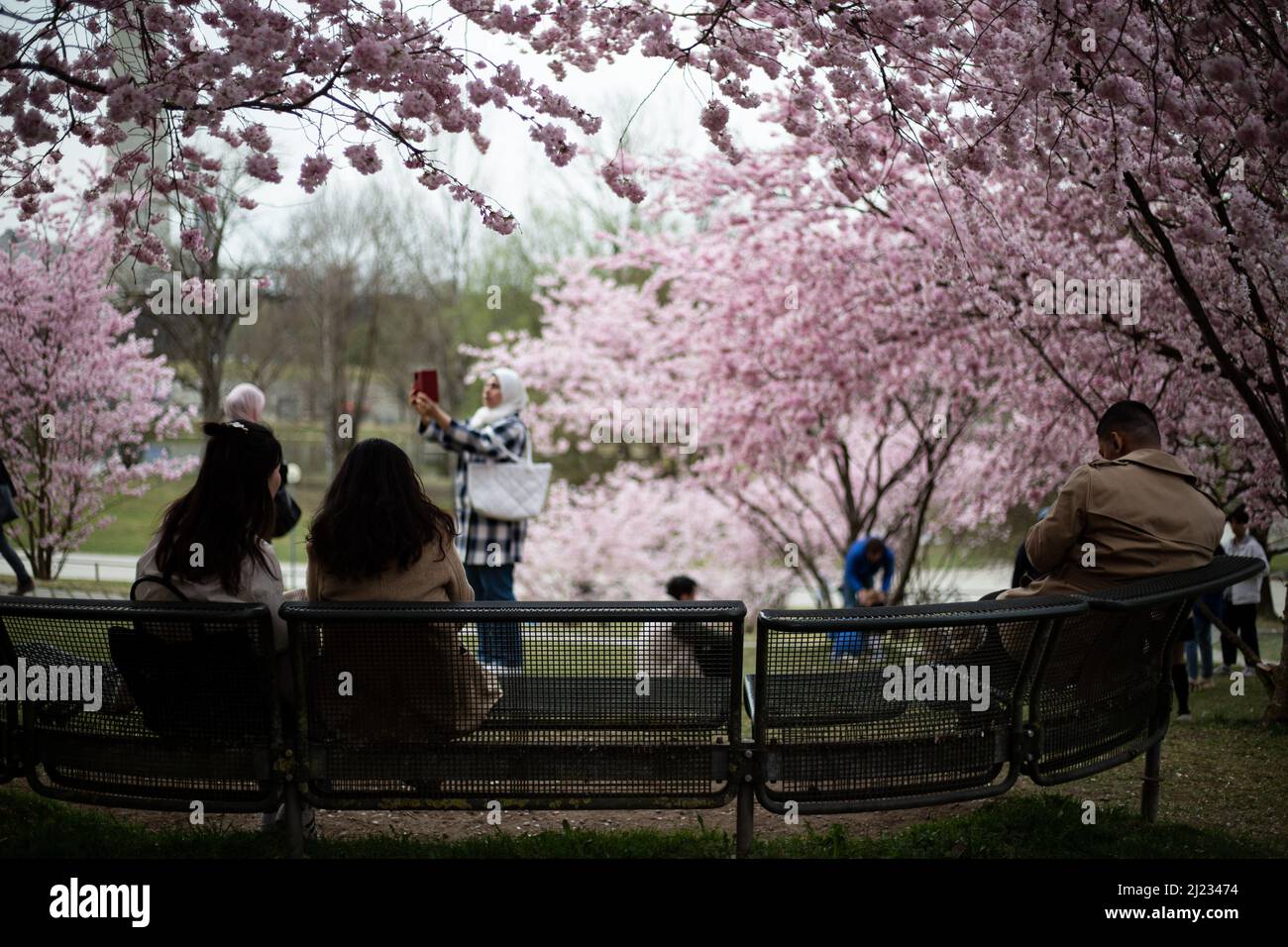 Munich, Germany. 29th Mar, 2022. Many people gather in the Olympic park in Munich, Germany on March 29, 2022 at the cherry blossoms. In the japanese culture the time of the cherry blossom is a highlight of the calendar and the beginning of the spring. (Photo by Alexander Pohl/Sipa USA) Credit: Sipa USA/Alamy Live News Stock Photo