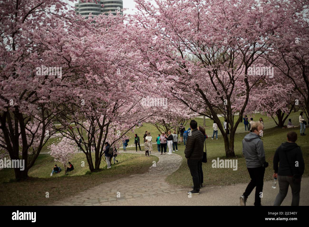 Munich, Germany. 29th Mar, 2022. Many people gather in the Olympic park in Munich, Germany on March 29, 2022 at the cherry blossoms. In the japanese culture the time of the cherry blossom is a highlight of the calendar and the beginning of the spring. (Photo by Alexander Pohl/Sipa USA) Credit: Sipa USA/Alamy Live News Stock Photo