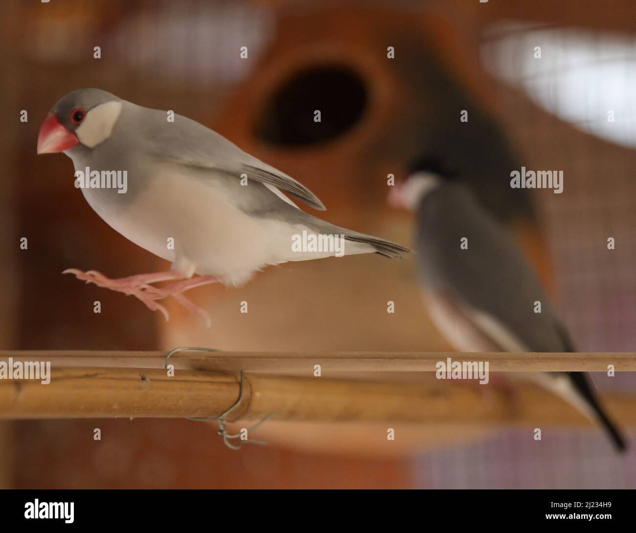 Java and Silver sparrows are nesting in a mud hole at a private bird zoo on World Sparrow Day, observed on March 20th. The day is designated to raise awareness of the sparrow and other common birds to urban environment and threats to their populations. Agartala, Tripura, India. Stock Photo