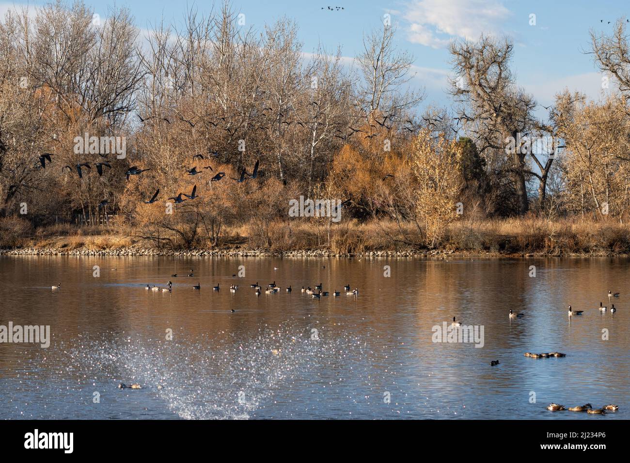 Late Fall at Ketring Park, in Littleton, Colorado, with Geese flying through the tall trees of the landscape and a large lake with a water fountain. Stock Photo