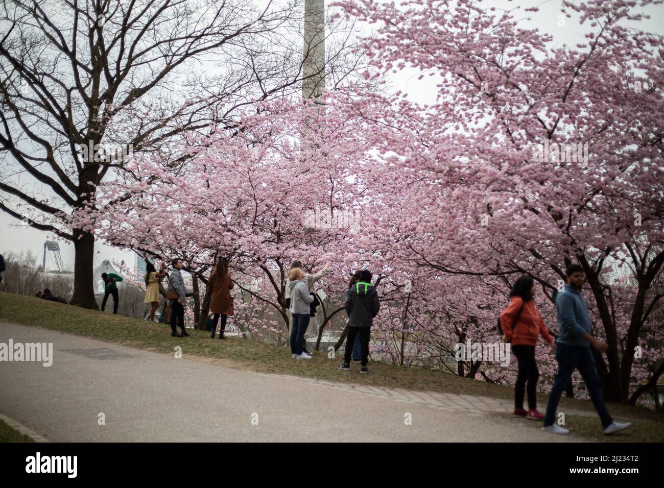 Munich, Germany. 29th Mar, 2022. Many people gather in the Olympic park in Munich, Germany on March 29, 2022 at the cherry blossoms. In the japanese culture the time of the cherry blossom is a highlight of the calendar and the beginning of the spring. (Photo by Alexander Pohl/Sipa USA) Credit: Sipa USA/Alamy Live News Stock Photo