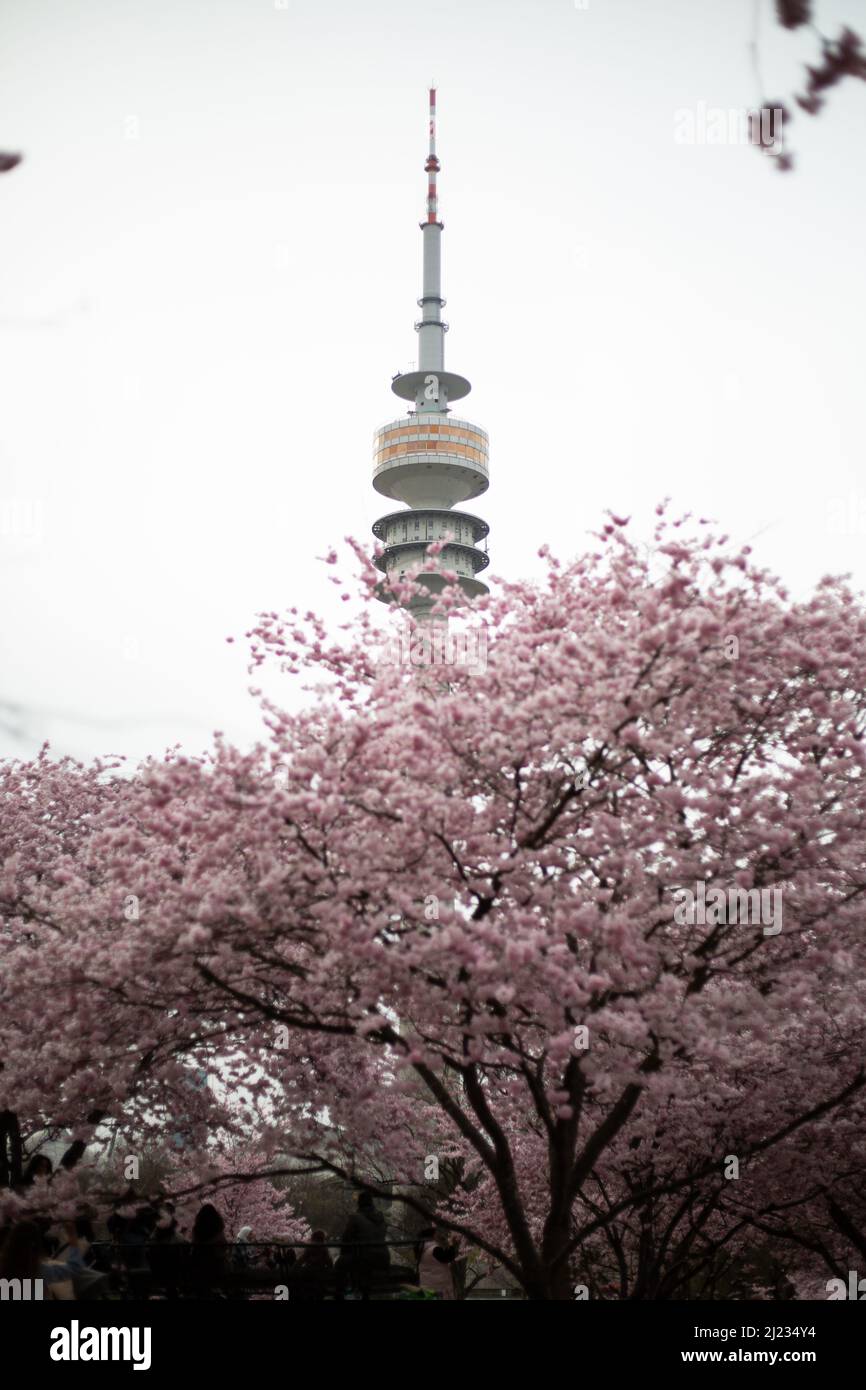 Munich, Germany. 29th Mar, 2022. View on the Olympic Tower. Many people gather in the Olympic park in Munich, Germany on March 29, 2022 at the cherry blossoms. In the japanese culture the time of the cherry blossom is a highlight of the calendar and the beginning of the spring. (Photo by Alexander Pohl/Sipa USA) Credit: Sipa USA/Alamy Live News Stock Photo