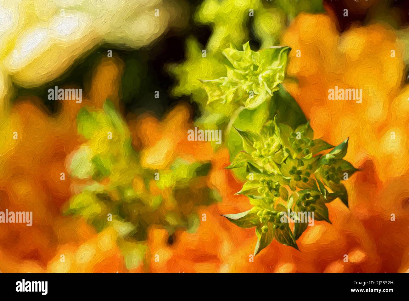 Digital painting of a sprig of spurge in a natural garden setting with shallow depth of field. Stock Photo