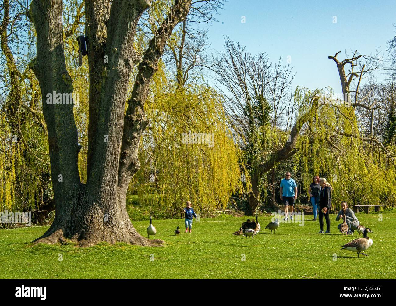 Canadian geese (Branta canadensis ) Stock Photo