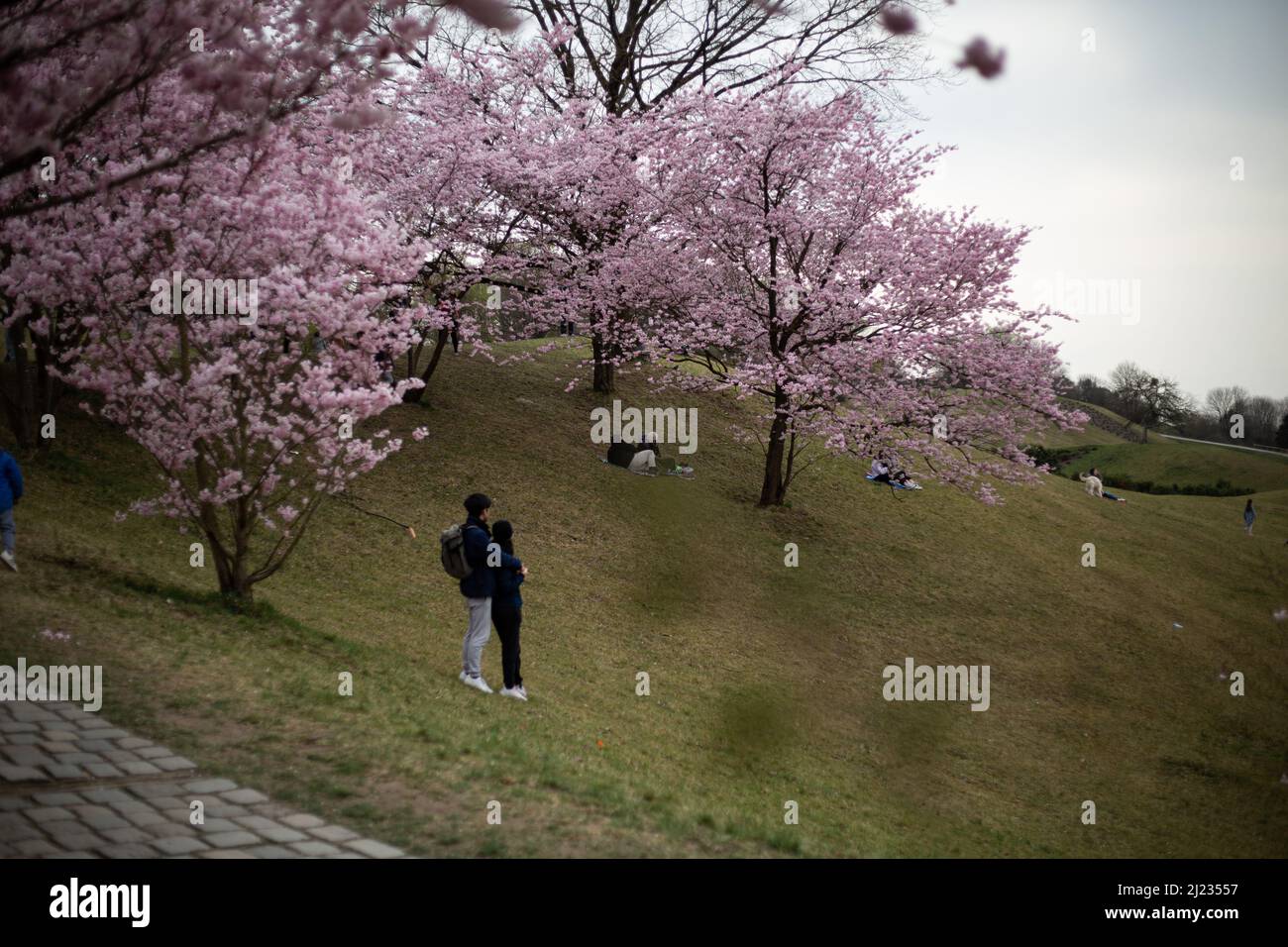 Munich, Germany. 29th Mar, 2022. Many people gather in the Olympic park in Munich, Germany on March 29, 2022 at the cherry blossoms. In the japanese culture the time of the cherry blossom is a highlight of the calendar and the beginning of the spring. (Photo by Alexander Pohl/Sipa USA) Credit: Sipa USA/Alamy Live News Stock Photo