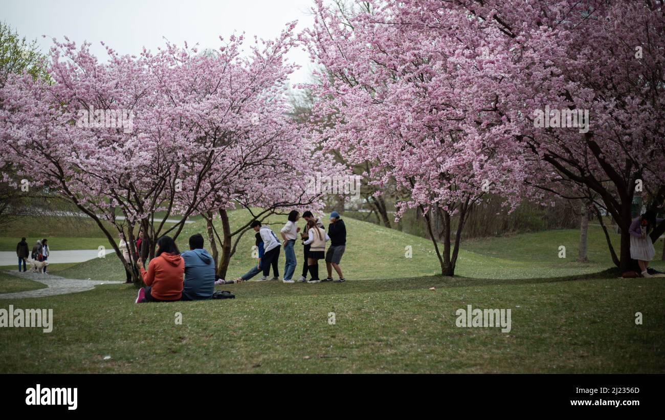 Munich, Germany. 29th Mar, 2022. Many people gather in the Olympic park in Munich, Germany on March 29, 2022 at the cherry blossoms. In the japanese culture the time of the cherry blossom is a highlight of the calendar and the beginning of the spring. (Photo by Alexander Pohl/Sipa USA) Credit: Sipa USA/Alamy Live News Stock Photo