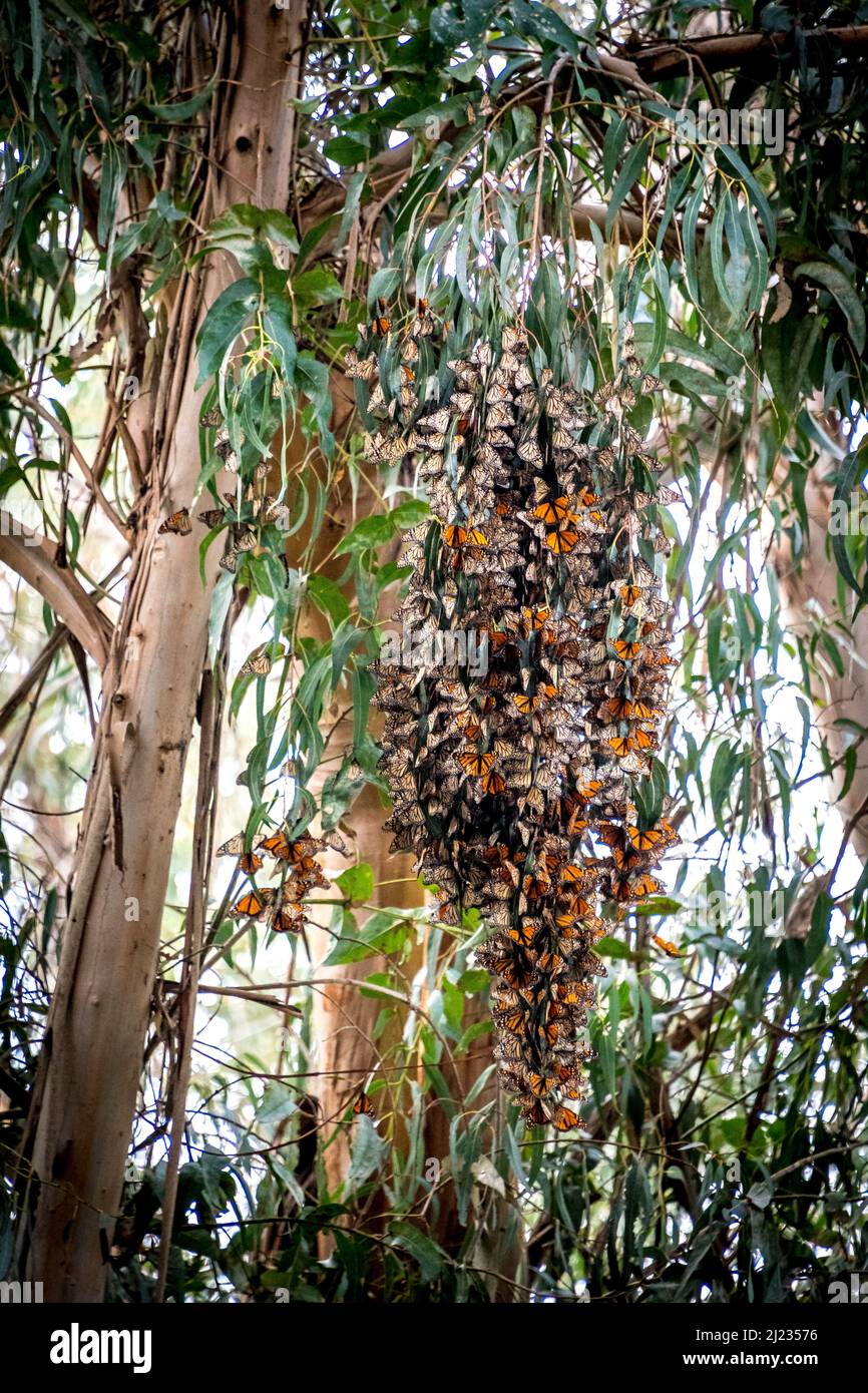 Monarchs cluster in a eucalyptus tree at Pismo Monarch Grove, dangling like a beautiful orange lamp shade. Stock Photo