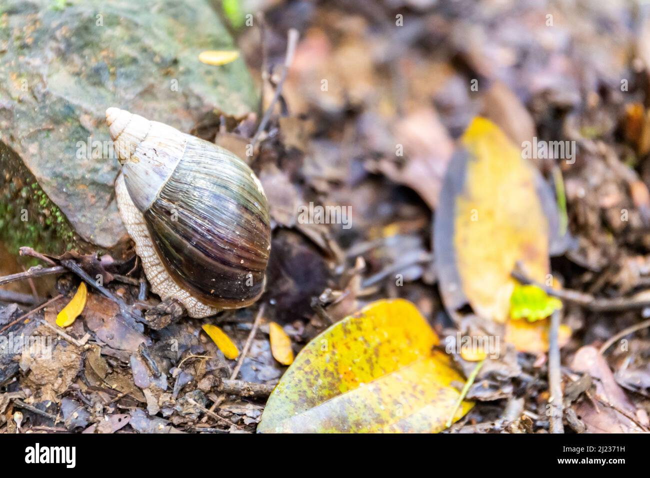 Praslin snail (Pachnodus praslinus) in undergrowth of tropical