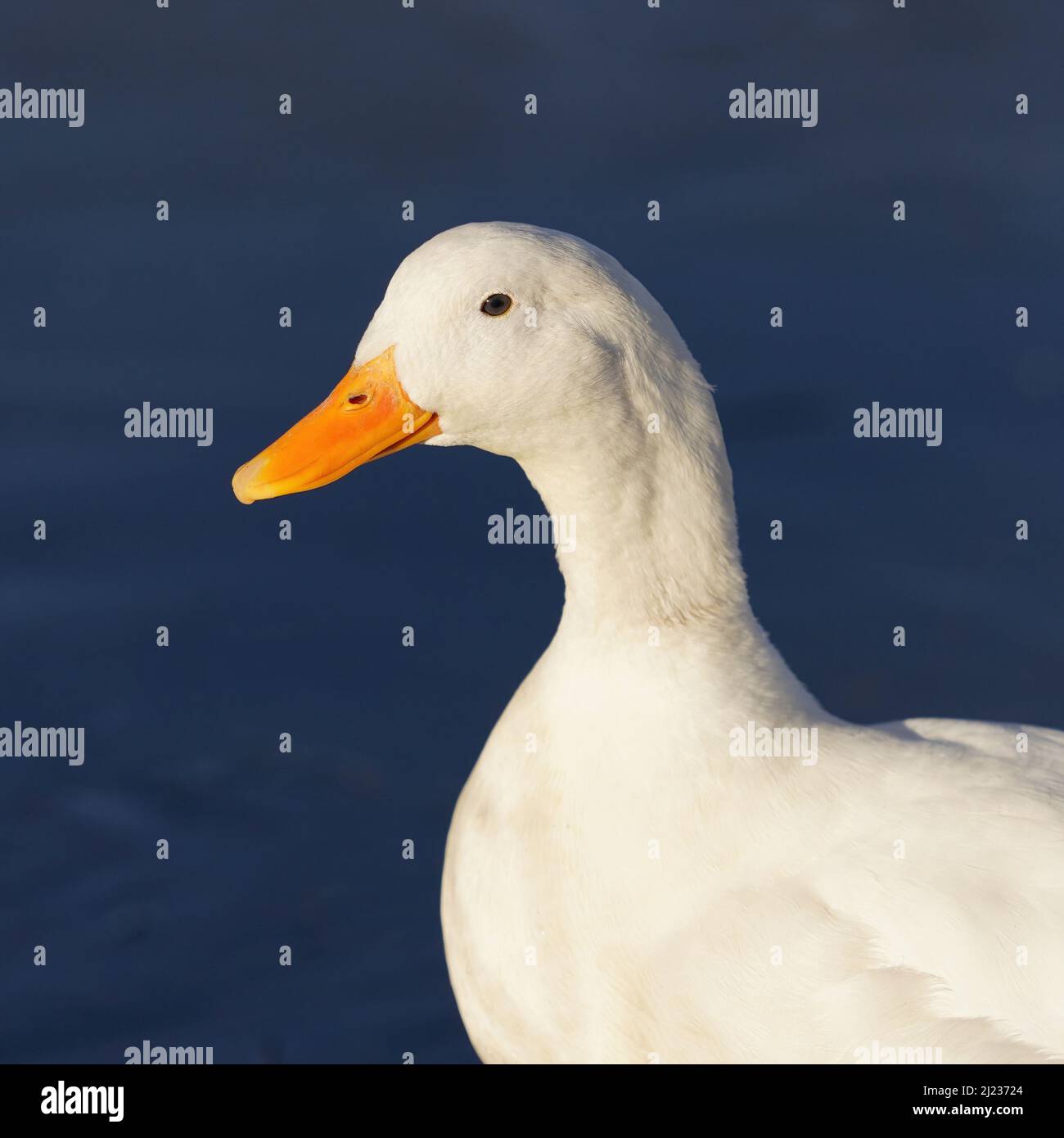 Close up portrait of a Pekin Duck or White Pekin with a deep blue background. Stock Photo