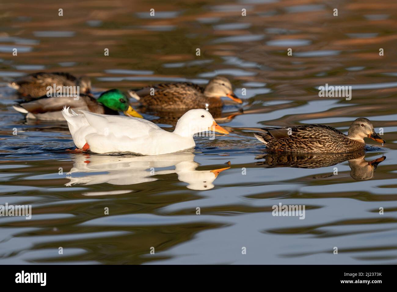 A Pekin duck swimming with a group of Mallard ducks in a pond. Stock Photo