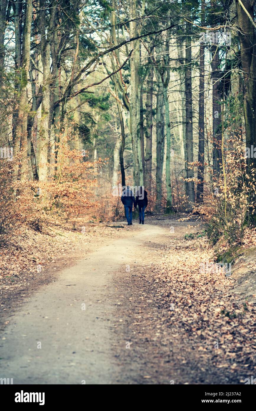 A forest path among the trees. Spring scenery in the forest. Kashubia in Poland Stock Photo