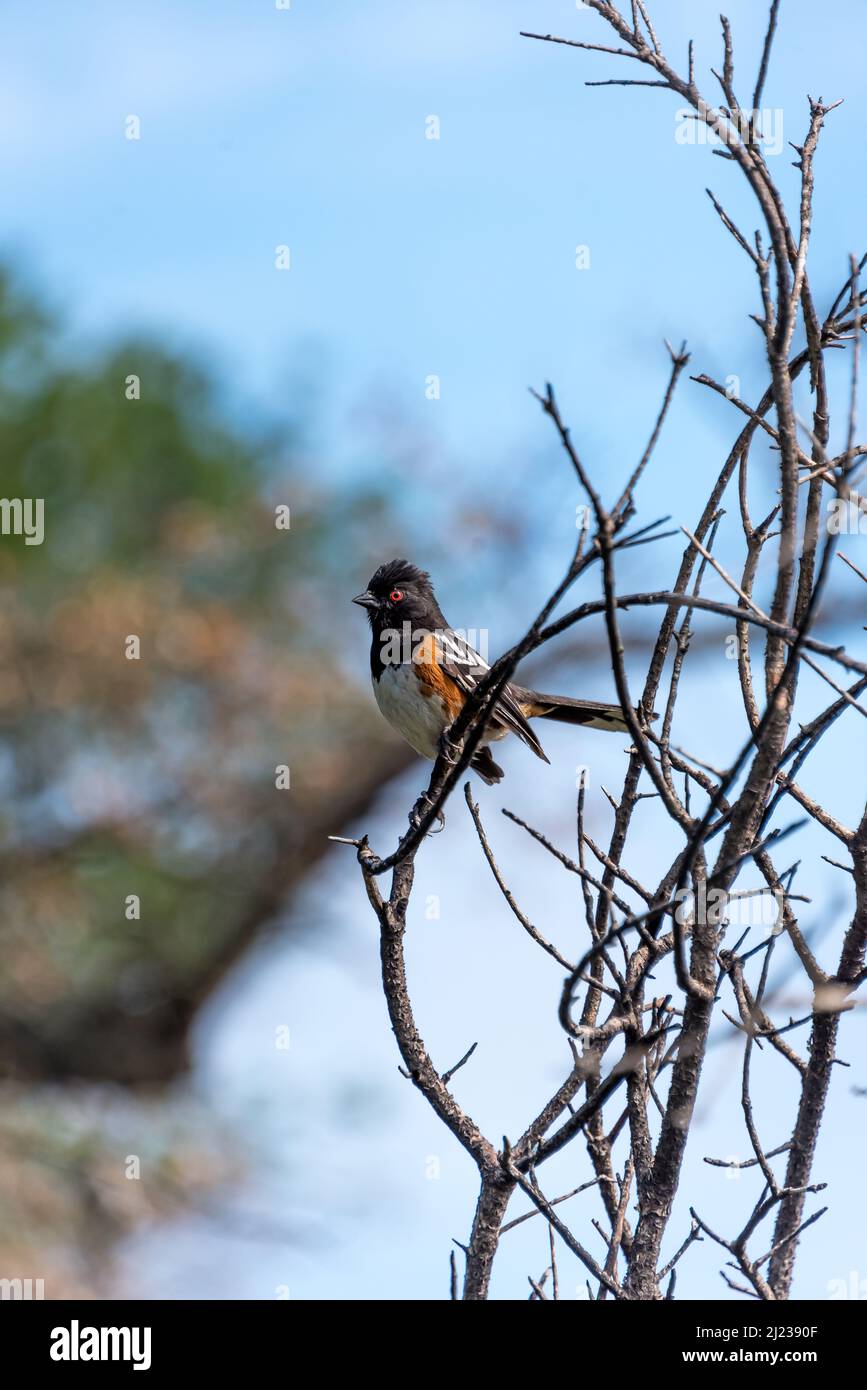 A spotted towhee bird rests on twigs with red eye bright in the sun at Charmlee Wilderness Park near Malibu in the Santa Monica Mountains. Stock Photo