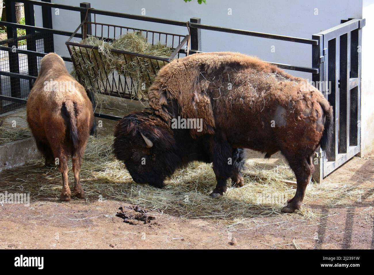 american bison, Bison bison, Amerikanischer Bison, Pécs Zoo & Aquarium