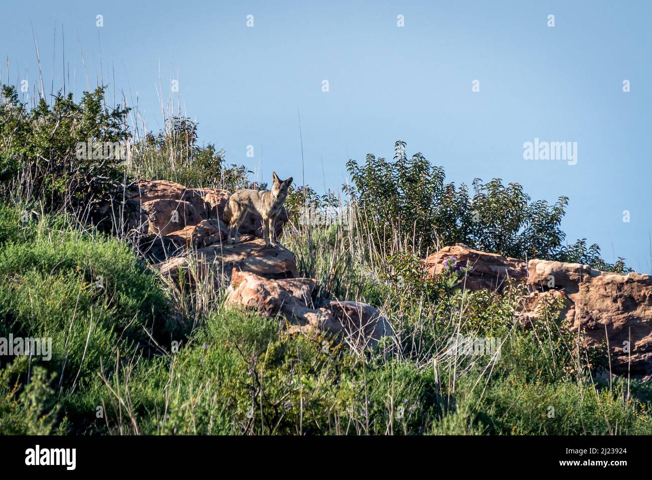 A coyote waits on a rock for more signs of prey in Charmlee Wilderness park, an area burnt in the Woolsey wildfire now reopened for recreation Stock Photo