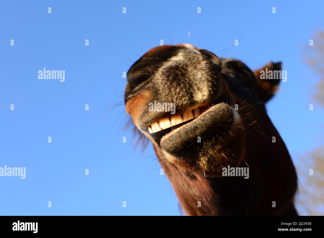 Open mouth of a brown horse from below against ablue sky as a close up Stock Photo