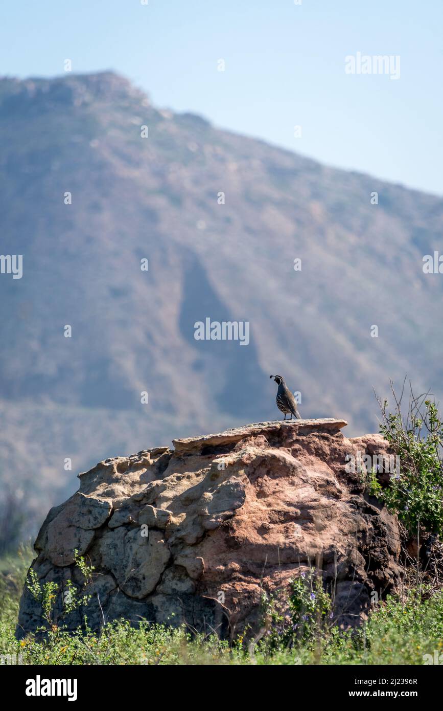 A California quail sits on a boulder, blending into background of Santa Monica mountains at Charmlee Wilderness Park near Malibu. Stock Photo