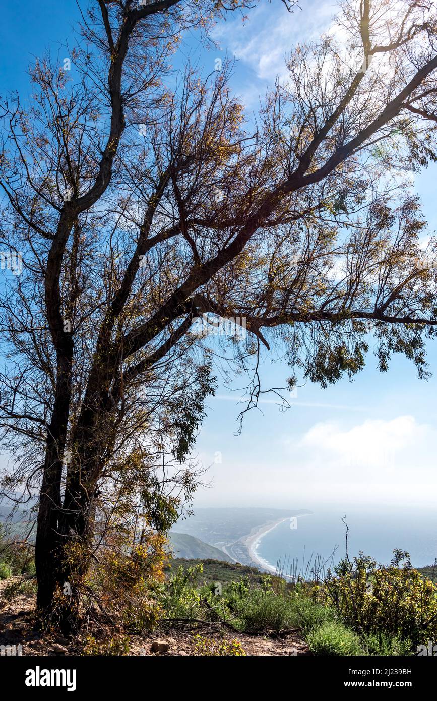 A charred tree springs back to life after the Woolsey fire at Charmlee