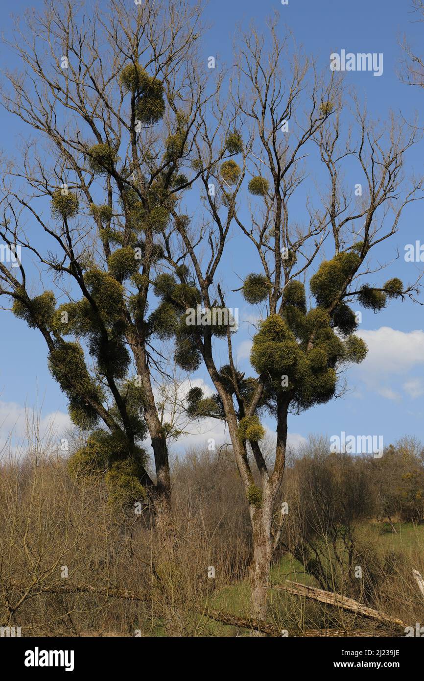 mistletoe on a tree in spring Stock Photo