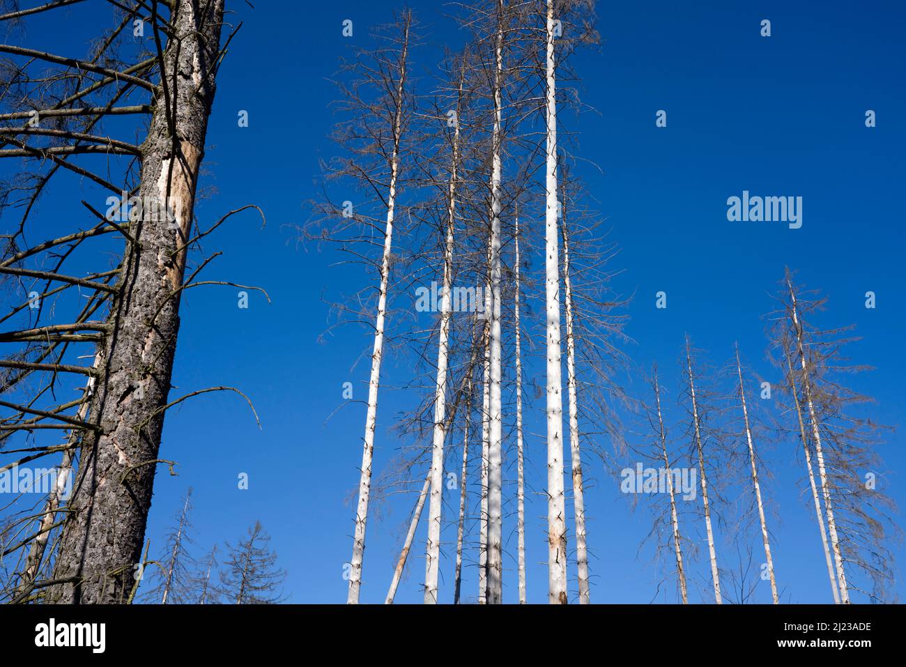 Dead Spruce (Picea abies) trees, Primeval forest Urwald Sababurg, Hofgeismar, Weser Uplands, Weserbergland, Hesse, Germany Stock Photo