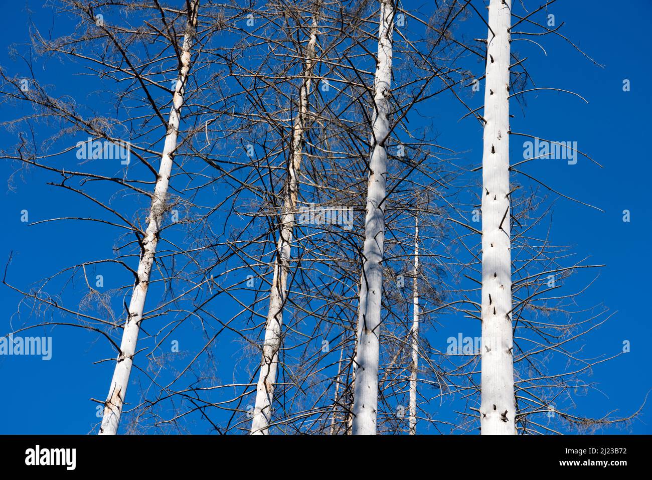 Dead Spruce (Picea abies) trees, Primeval forest Urwald Sababurg, Hofgeismar, Weser Uplands, Weserbergland, Hesse, Germany Stock Photo
