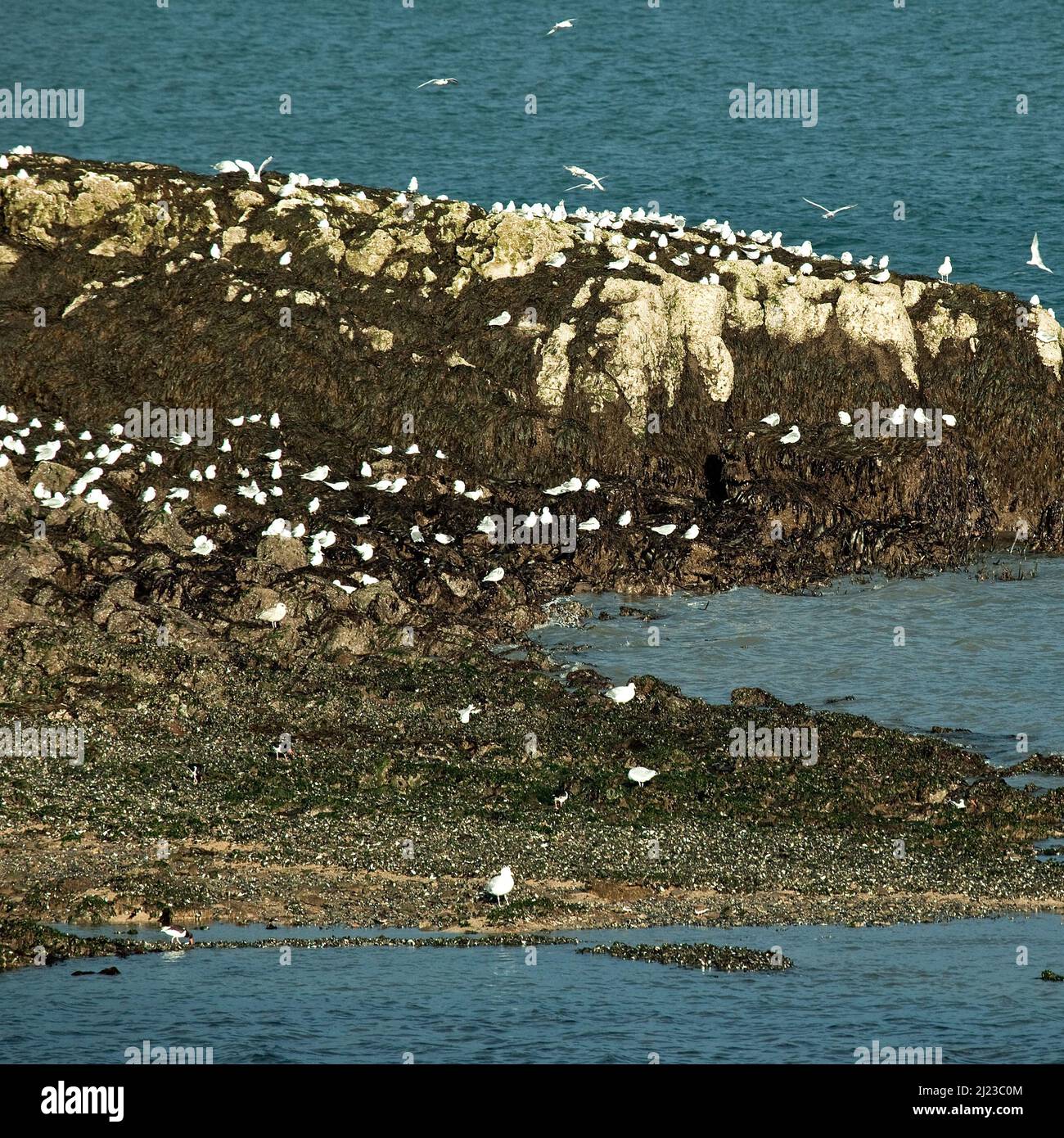 Wildlife seabird colony on rocks near Moelfre Isle of Anglesey, North Wales UK, Summer Stock Photo