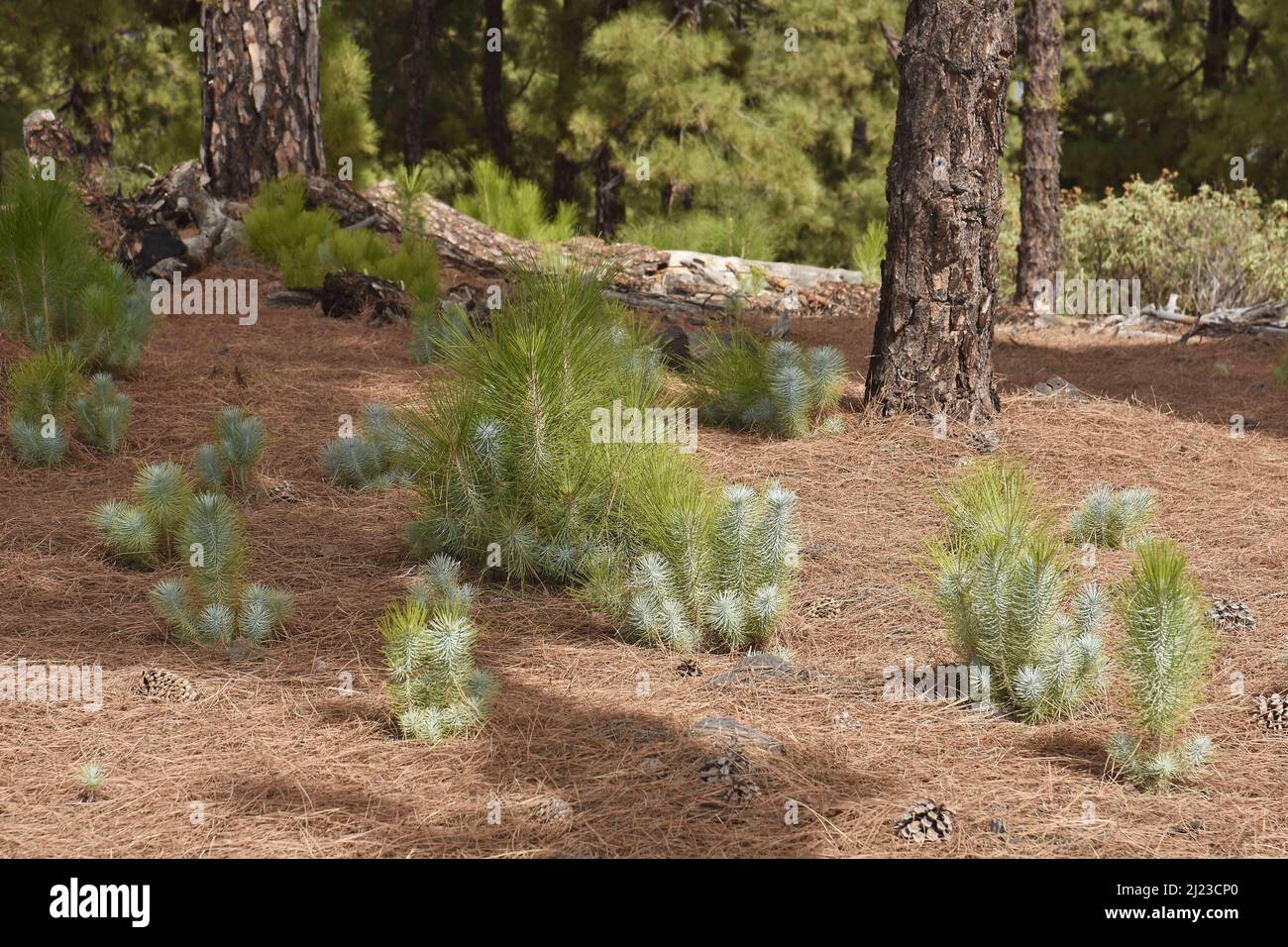 Canary Island Pine (Pinus canariensis) forest with saplings, La Palma Canary Islands Spain. Stock Photo