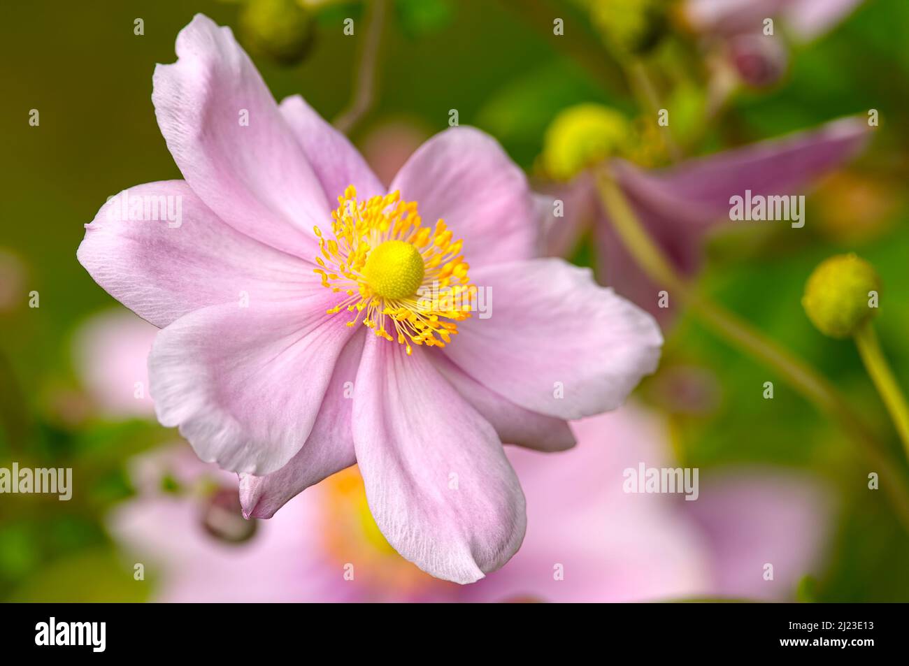 A single pink blossom of a Japanese Anemone (Anemone hupehensis). Stock Photo