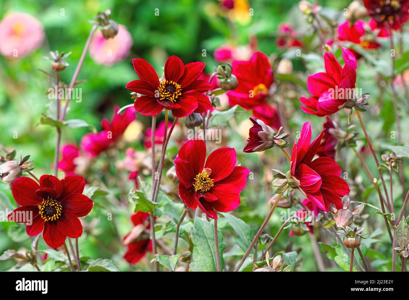 Burgundy-coloured Novelty Garden Dahlia 'Merlot Madness' (Dahlia pinnata). Stock Photo