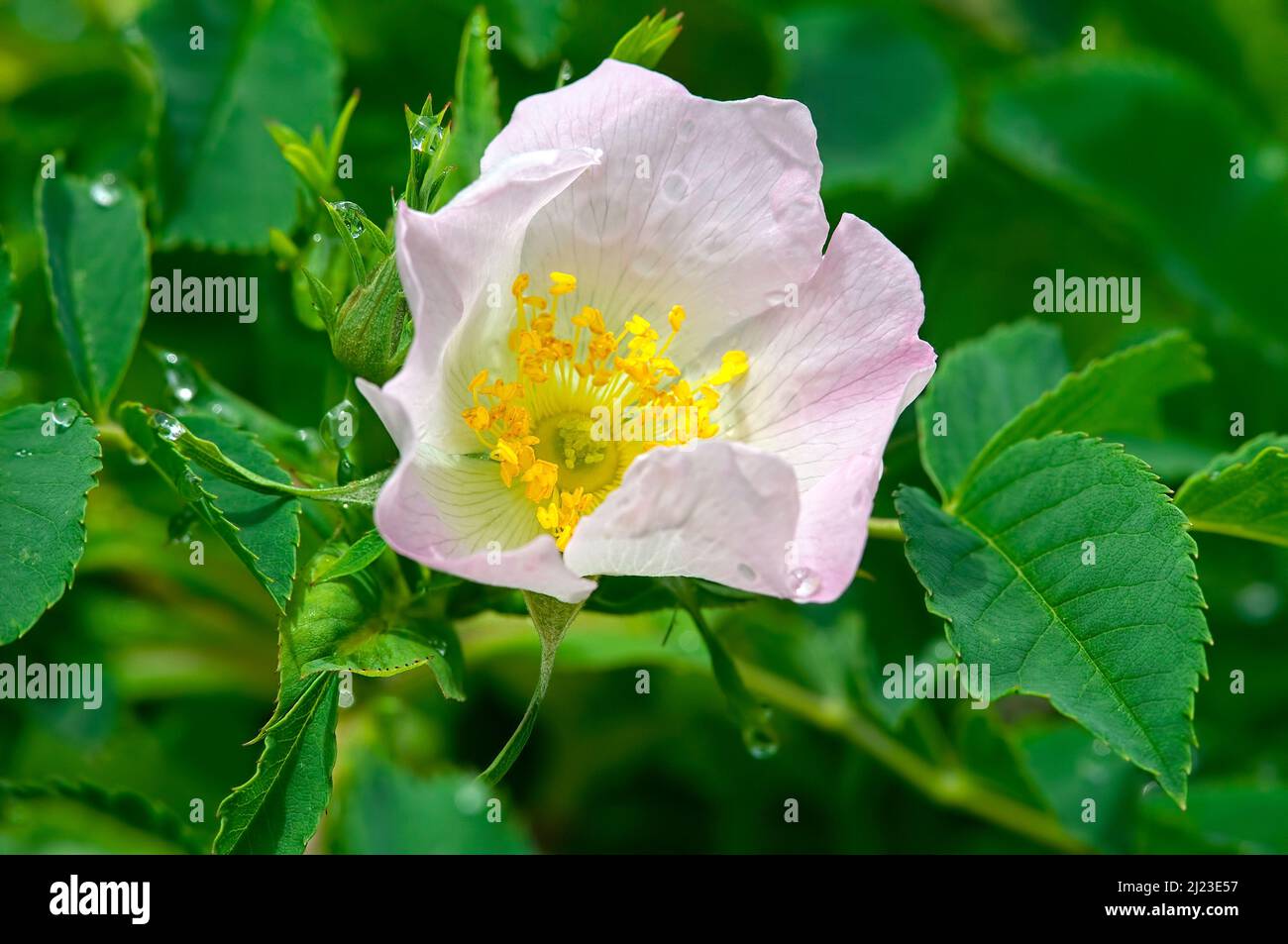 A single, delicate pink blossom of a Rambling Rose (Rosa spp). Stock Photo