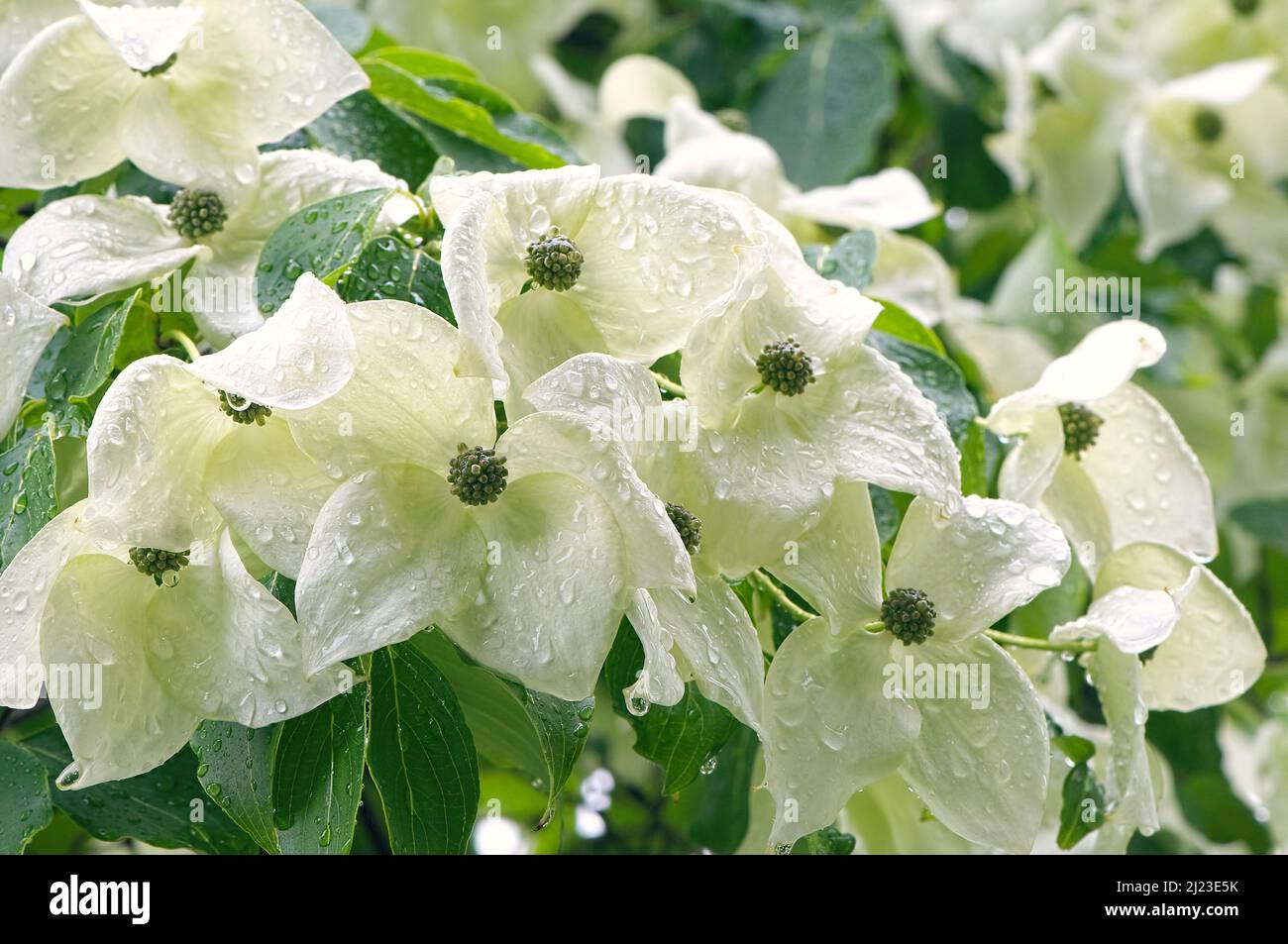 Chinese Dogwood 'China Girl', Chinese Kousa Dogwood, (Cornus kousa) closeup of blossoms after a rain. Stock Photo