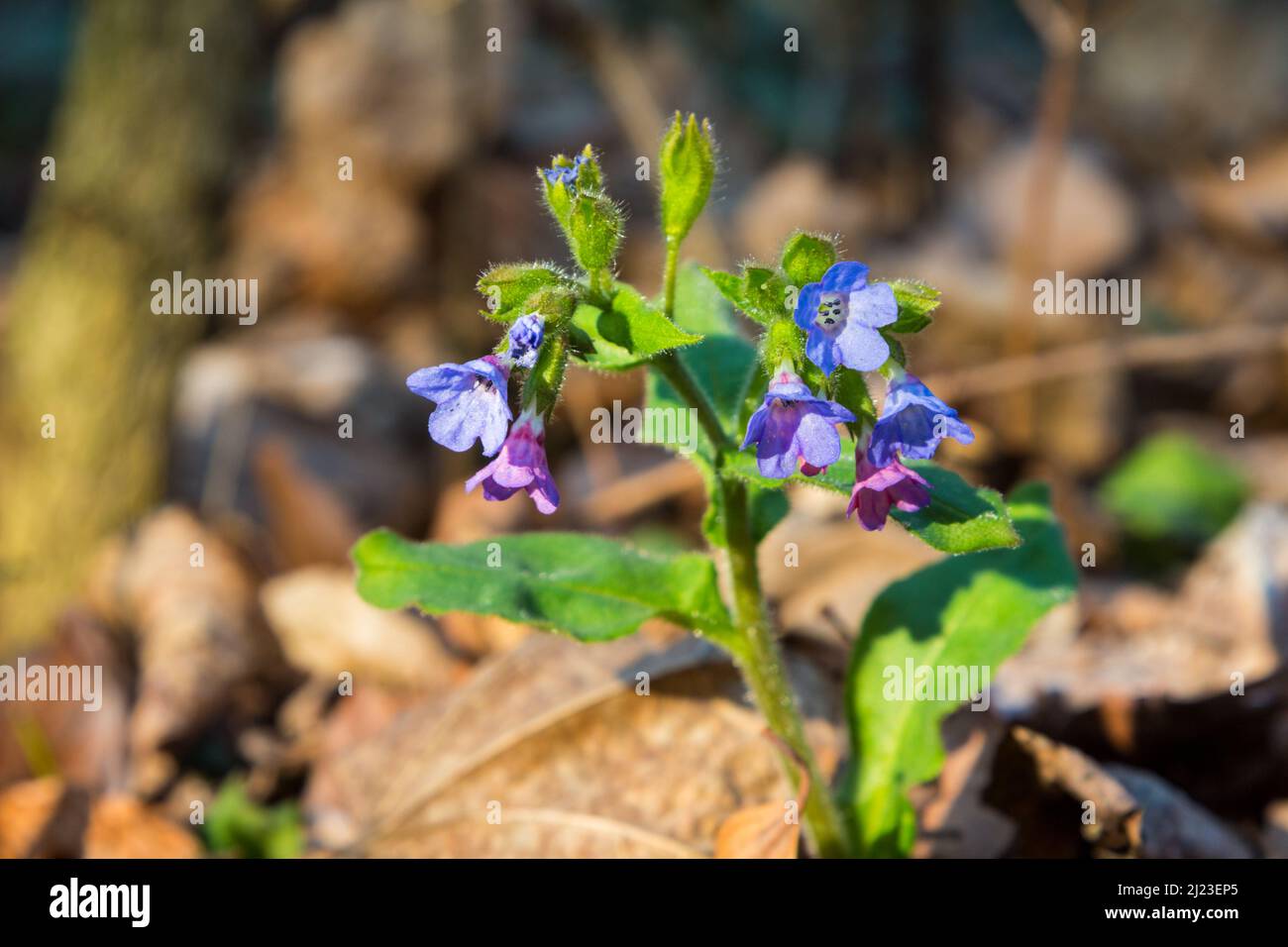 Closeup of lungwort (Pulmonaria officinalis) flowers in early spring Stock Photo