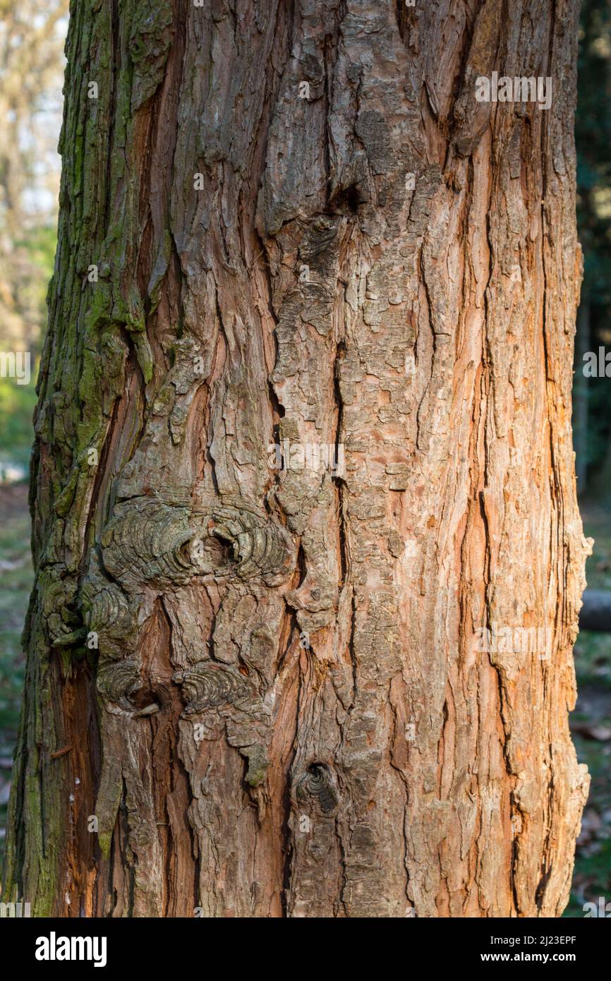 Trunk bark of Lawson cypress (Chamaecyparis lawsoniana) tree Stock Photo