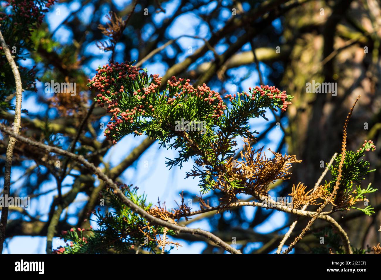 Red male cones in spring of Lawson cypress (Chamaecyparis lawsoniana) tree Stock Photo