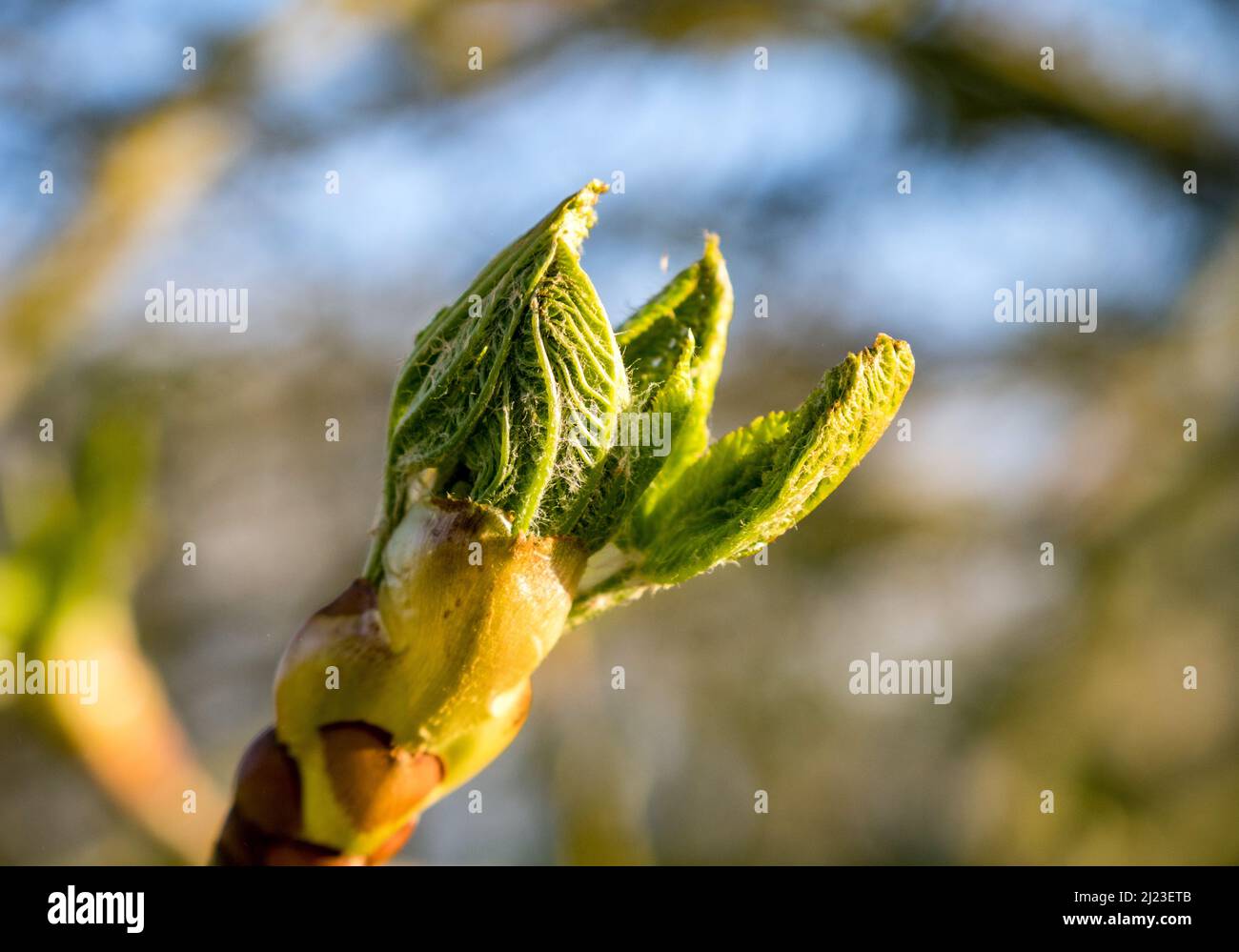 UK, England, Devonshire. A Horse Chestnut tree sticky bud opening in the spring. Stock Photo
