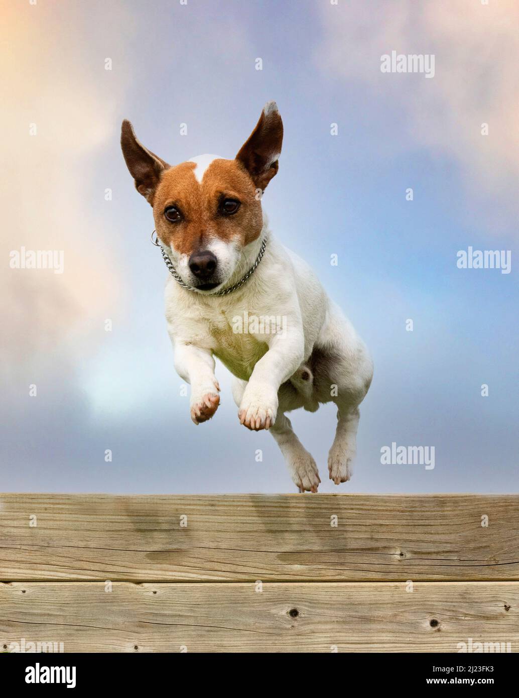 training for a jack russel terrier on a fence for obedience discipline