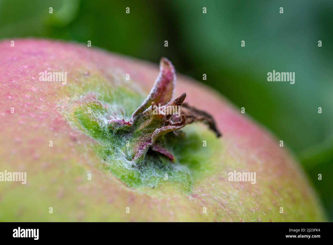 A close up of an apple, with a shallow depth of field Stock Photo - Alamy