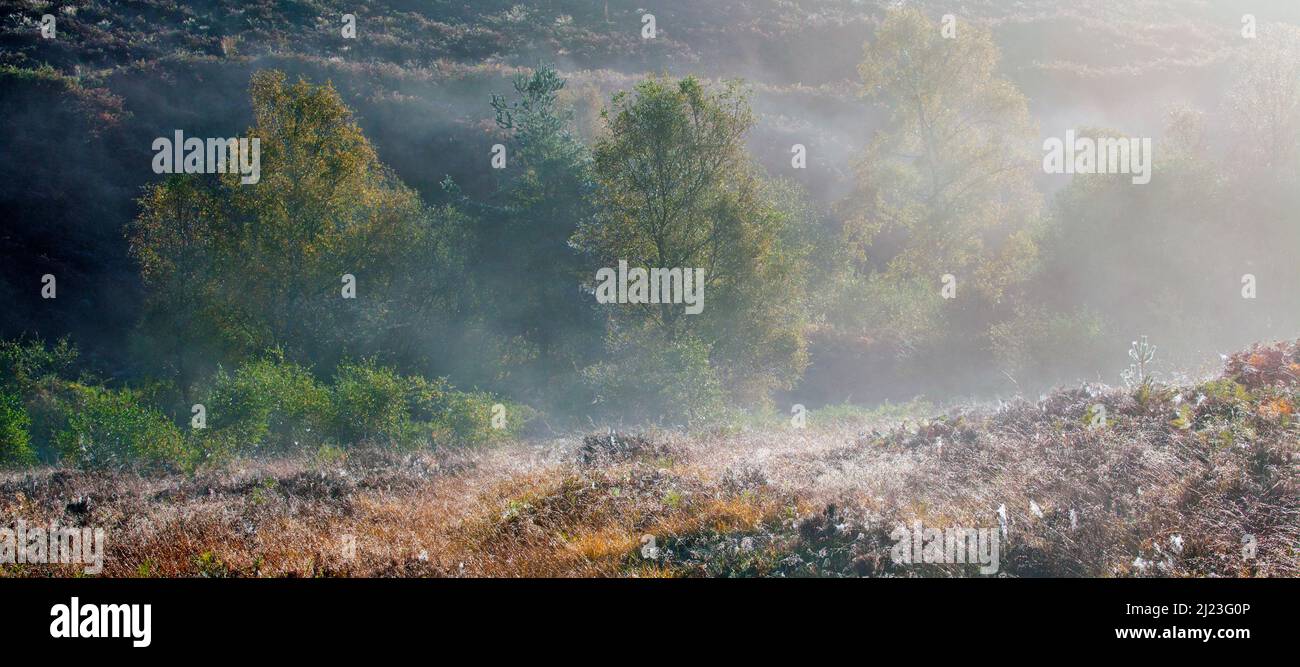 Mist on the heathland valley in autumn in Cannock Chase Area of Outstanding Natural Beauty Staffordshire Stock Photo