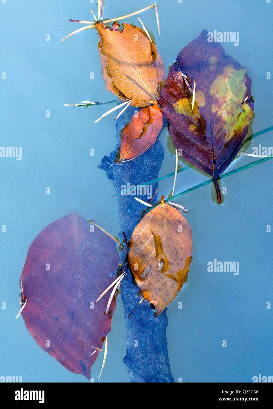 Wild Flora fallen leaves floating on puddle displaying striking range of seasonal hues and tints in autumn on Cannock Chase Area of Outstanding Natura Stock Photo