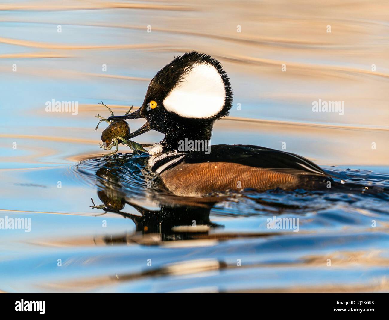 Closeup of a Hooded Merganser swimming with a freshwater Crayfish in its mouth. Stock Photo