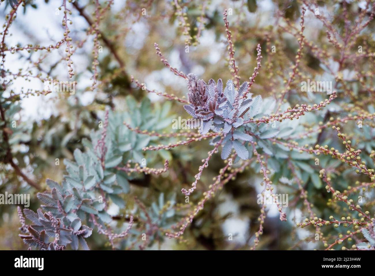 Cool plant close up hi-res stock photography and images - Alamy
