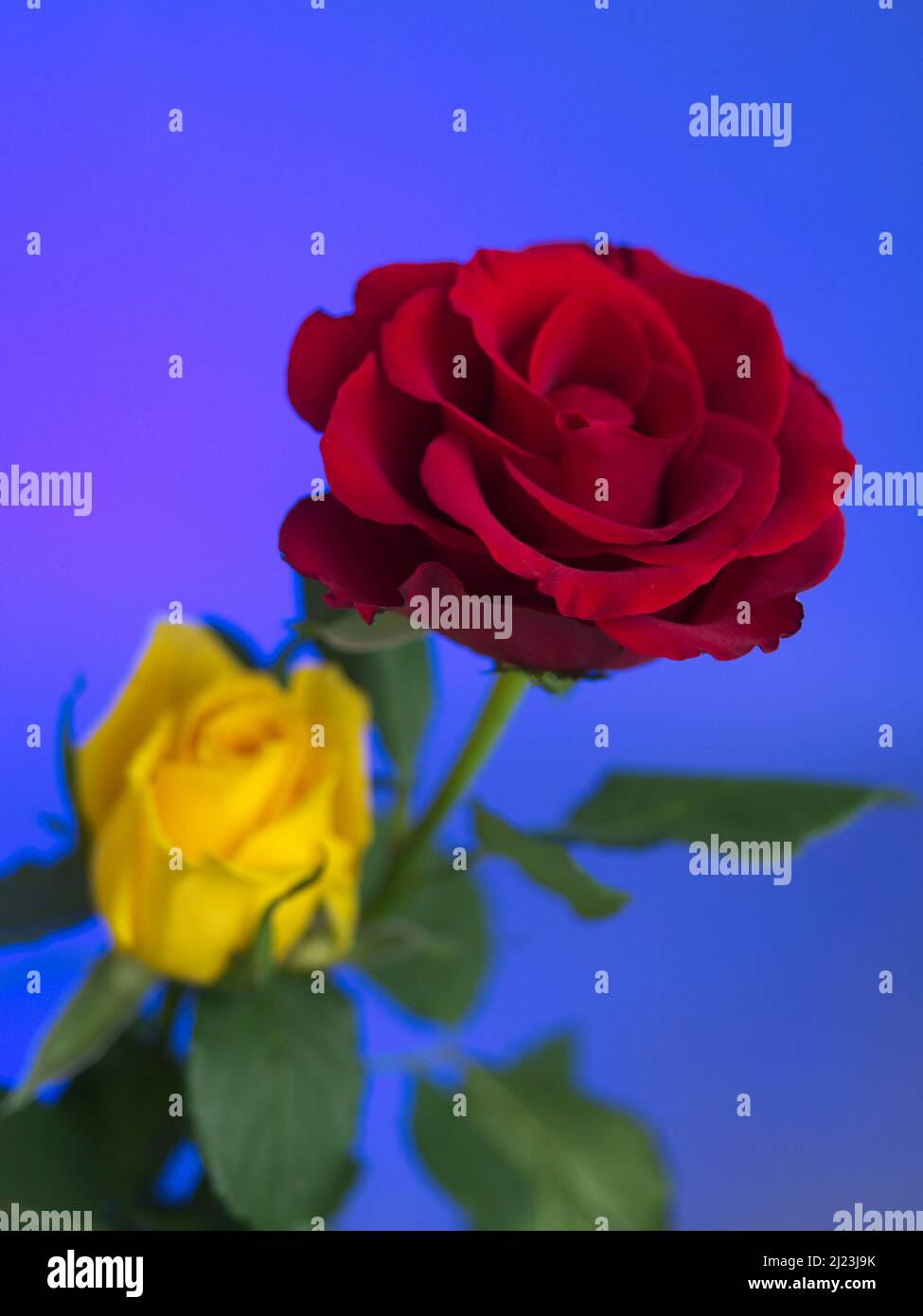 Red and Yellow rose on blue and purple background Stock Photo