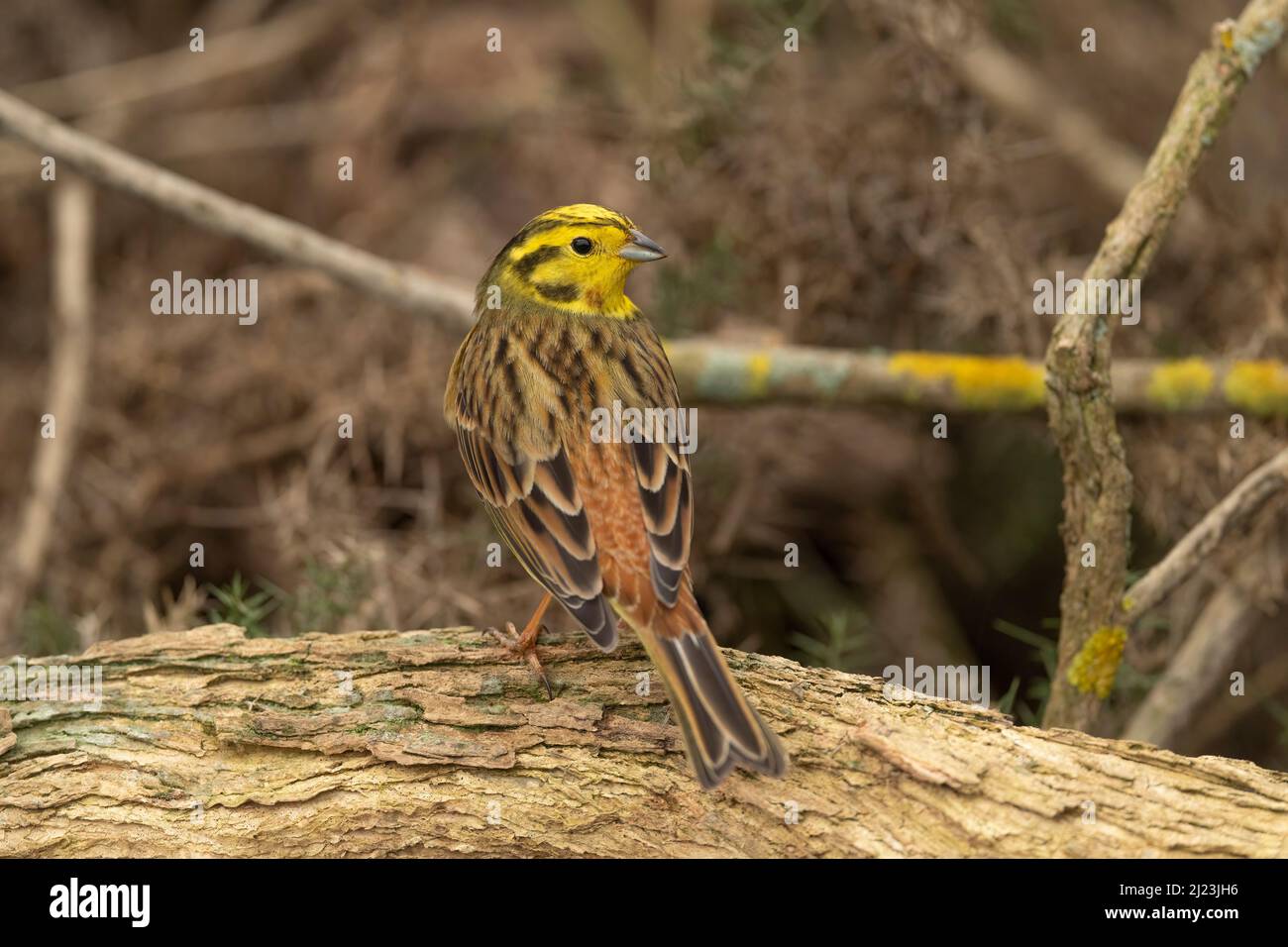 Yellowhammer perched on a branch Stock Photo