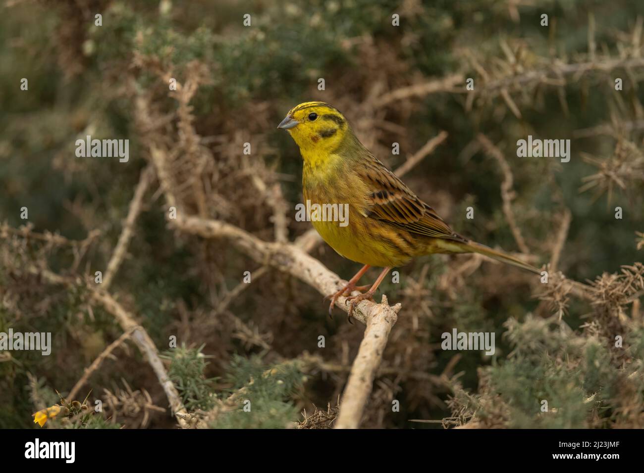 Yellowhammer perched on a branch Stock Photo