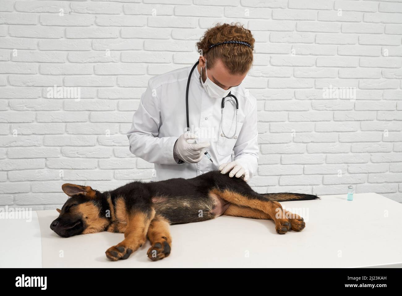 Front view of German Shepherd being injected by vet in vet clinic. Dog lying on side in narcosis, doctor in lab coat, gloves and mask holding syringe, Concept of pets treating. Stock Photo