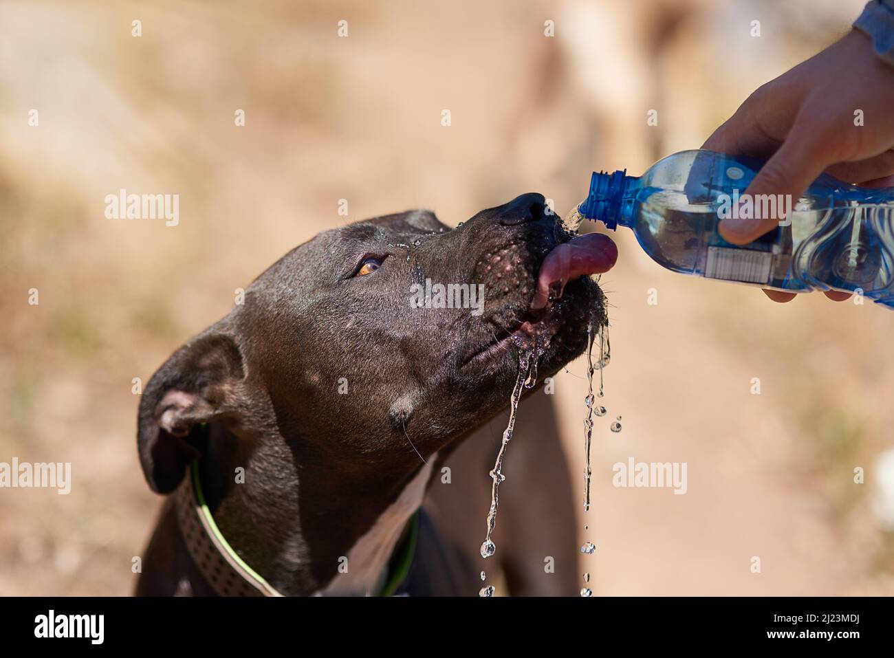 Its a hot day. Cropped shot of a dog drinking water from his owners bottle while running in the woods. Stock Photo